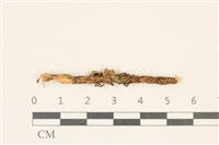 藏品(小皮傘屬)的圖片