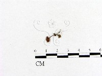 藏品(小菇屬)的圖片