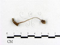 藏品(小菇屬)的圖片