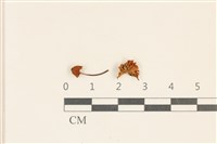 藏品(小皮傘屬)的圖片