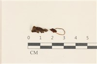 藏品(小皮傘屬)的圖片