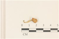 藏品(小皮傘屬)的圖片