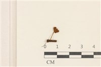 藏品(小皮傘屬)的圖片