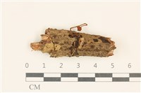 藏品(小皮傘屬)的圖片