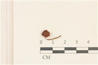 藏品(小皮傘屬)的圖片