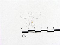 藏品(小菇屬)的圖片