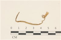 藏品(小皮傘屬)的圖片