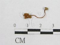 藏品(盔孢傘屬)的圖片