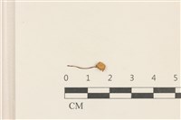 藏品(小皮傘屬)的圖片