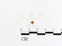 藏品(小菇屬)的圖片