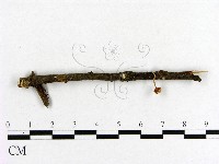 藏品(小菇屬)的圖片