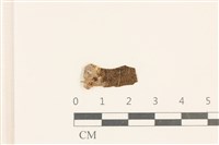 藏品(小皮傘屬)的圖片