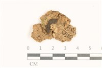 藏品(小皮傘屬)的圖片