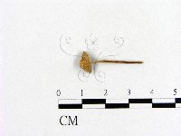 藏品(小菇屬)的圖片