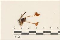 藏品(小皮傘屬)的圖片