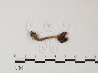 藏品(鵝膏屬)的圖片