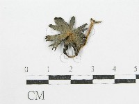 藏品(鬼傘屬)的圖片