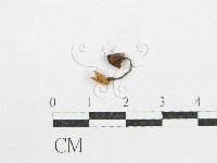 藏品(鬼傘屬)的圖片