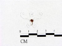 藏品(小菇屬)的圖片