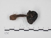 藏品(松塔牛肝菌屬)的圖片