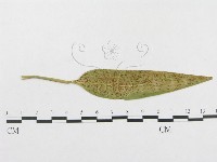 藏品()的圖片