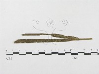藏品()的圖片