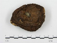 藏品(頭狀禿馬勃)的圖片