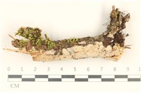 藏品(絲齒菌屬)的圖片