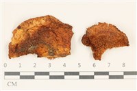 藏品(齒菌屬)的圖片