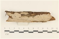 藏品(刺皮菌屬)的圖片