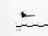 藏品()的圖片
