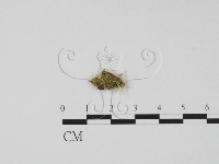 藏品()的圖片
