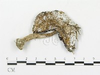 藏品(傘菌屬)的圖片