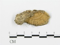 藏品(煙管菌)的圖片