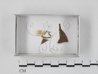藏品()的圖片