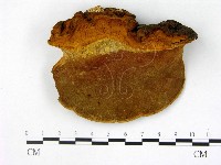 藏品(木層孔菌屬)的圖片