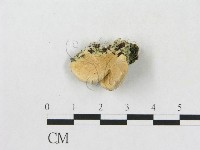 藏品()的圖片