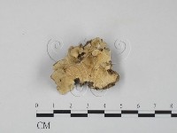 藏品(雲芝)的圖片