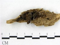 藏品(木耳屬)的圖片