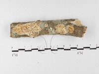 藏品(薄孔菌屬)的圖片