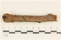 藏品(刺革菌屬)的圖片