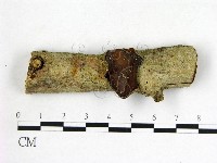 藏品(毛木耳)的圖片