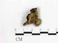 藏品(毛木耳)的圖片