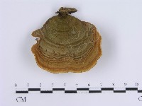 藏品(蠔韌革菌)的圖片