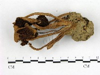 藏品(盔孢傘屬)的圖片