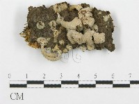 藏品(裂褶菌)的圖片