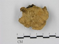 藏品(寡孔菌屬)的圖片