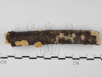 藏品(栓菌屬)的圖片