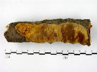 藏品(木層孔菌屬)的圖片