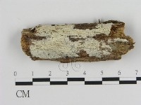 藏品(樹狀皮革菌屬)的圖片